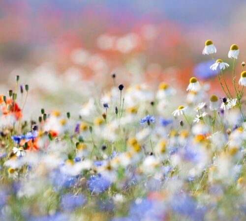 Balkonkasten mit blühenden Wildblumen